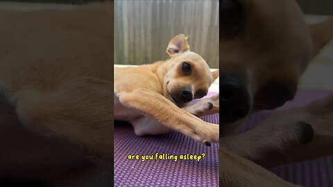 Sleepy Puppy 😴#chihuahuababy #chihuahuadog #chihuahuapuppy #sleepypuppy #chihuahualover #chihuahua