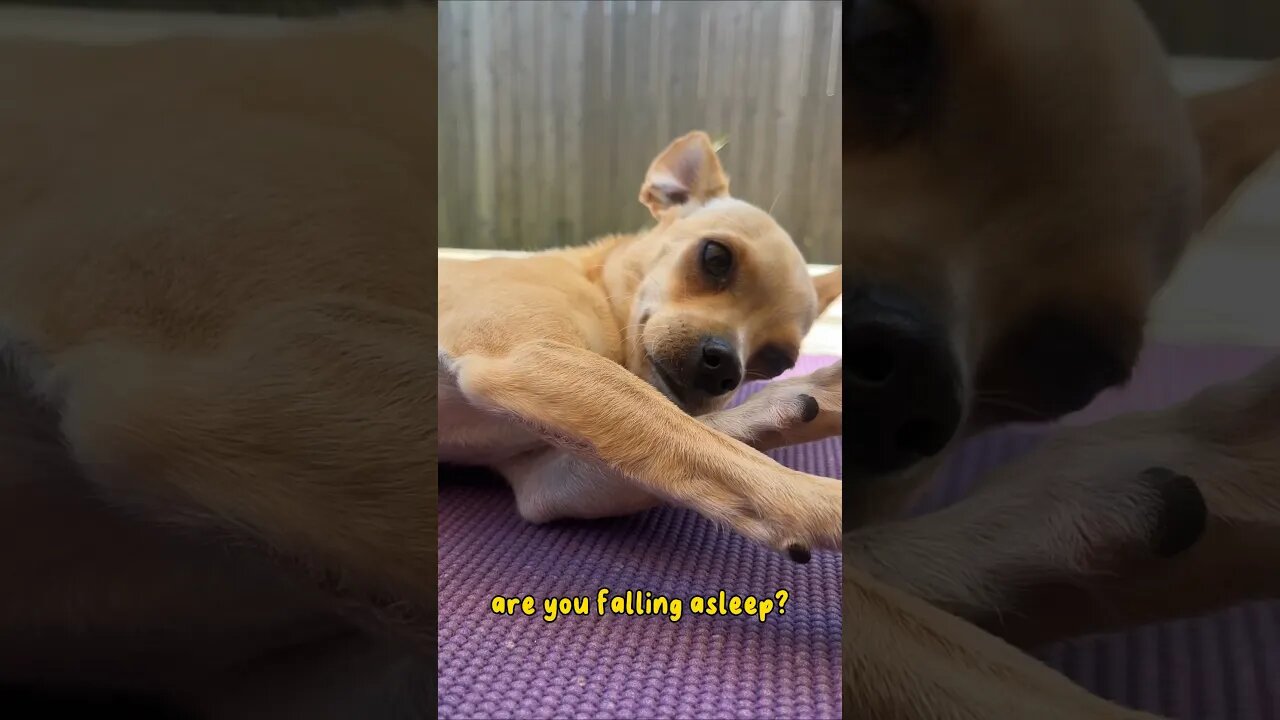 Sleepy Puppy 😴#chihuahuababy #chihuahuadog #chihuahuapuppy #sleepypuppy #chihuahualover #chihuahua