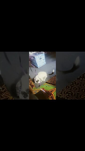 NOT MUCH TO SEE AS I ASK THE QUESTION WHY THE CAT OR ANY ANIMAMAL WAS CREATED FOR WHICH VIBRATION