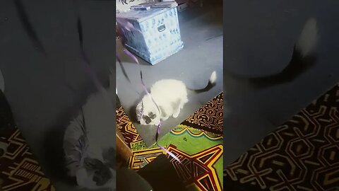 NOT MUCH TO SEE AS I ASK THE QUESTION WHY THE CAT OR ANY ANIMAMAL WAS CREATED FOR WHICH VIBRATION