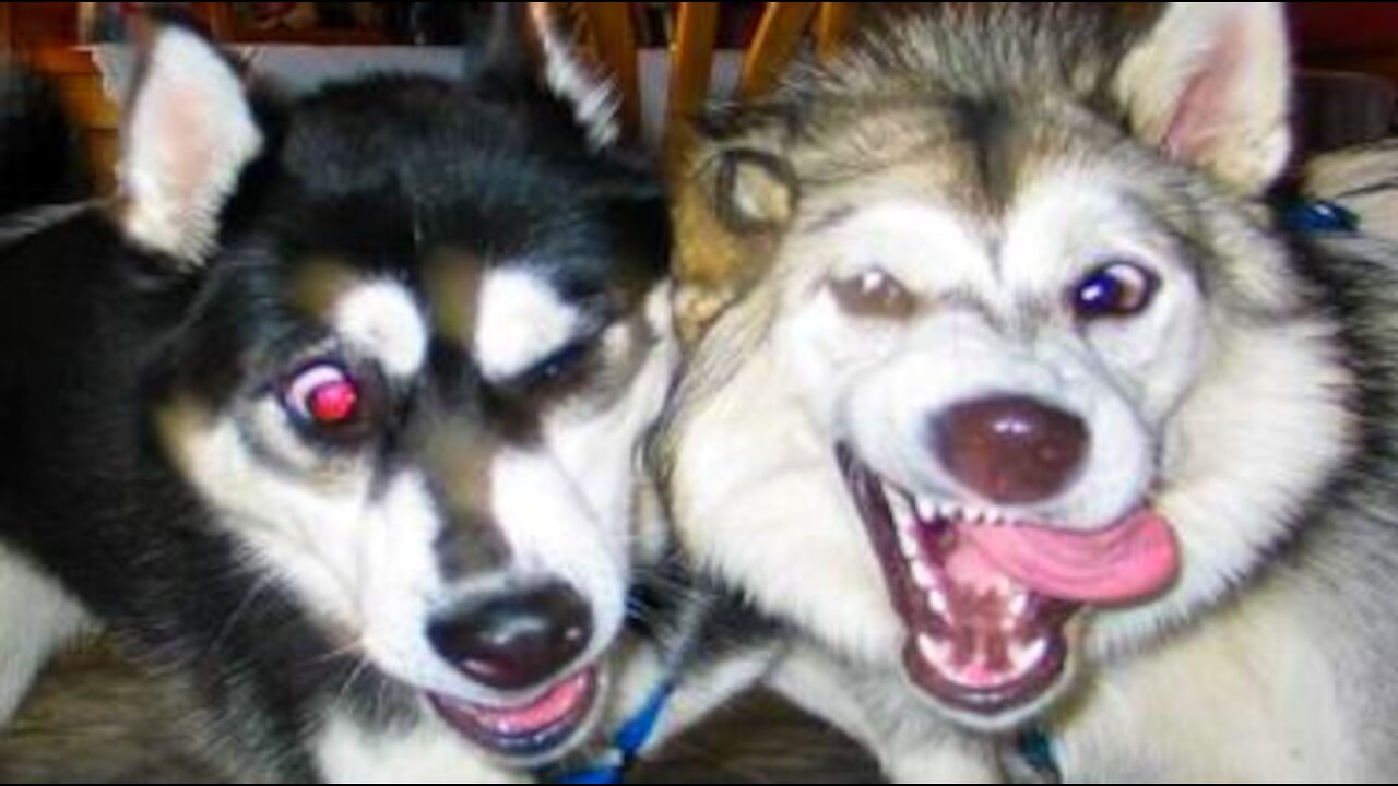 Cute Dogs And Cats That Will Make You Laugh