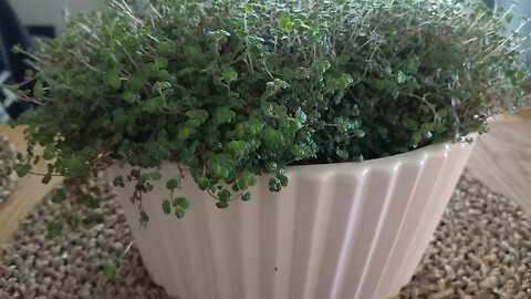 Matteusevangeliet 25:1-13