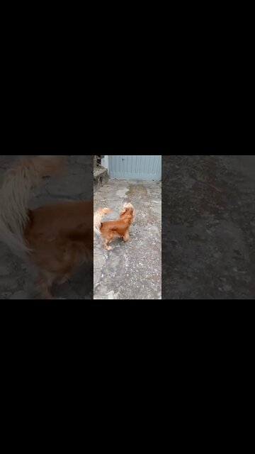 #dogshow , #animals , #dog , #shorts