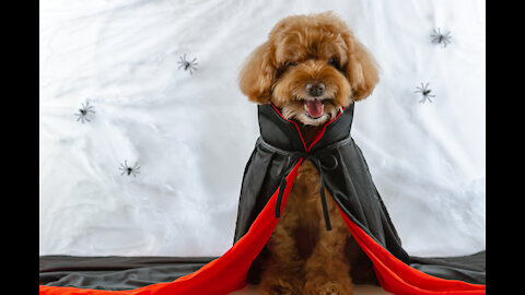 Buddy the Red Poodle Just Hanging Around FUNNY DOG