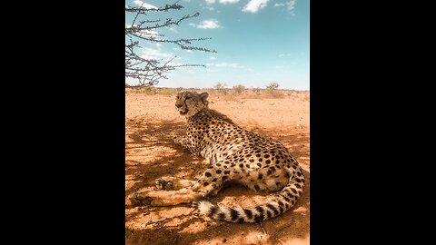 Wildlife 4k Ultra HD _ Calming Music _ Cinematics