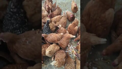 #chickens #shorts