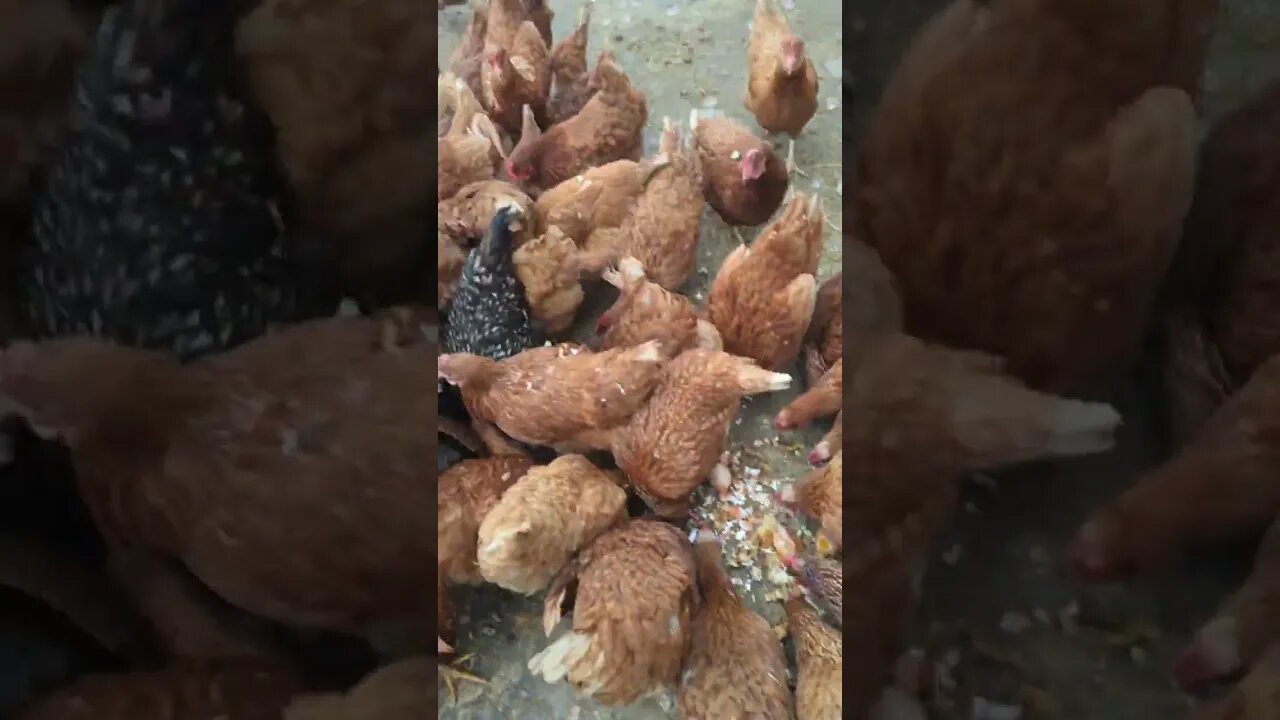 #chickens #shorts