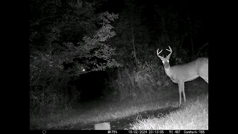 Buck Deer 10-02-2024