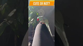 TALKING PARROT SAYING PEEKABOO | TALKING PARROT | @BikisAviary | #shorts