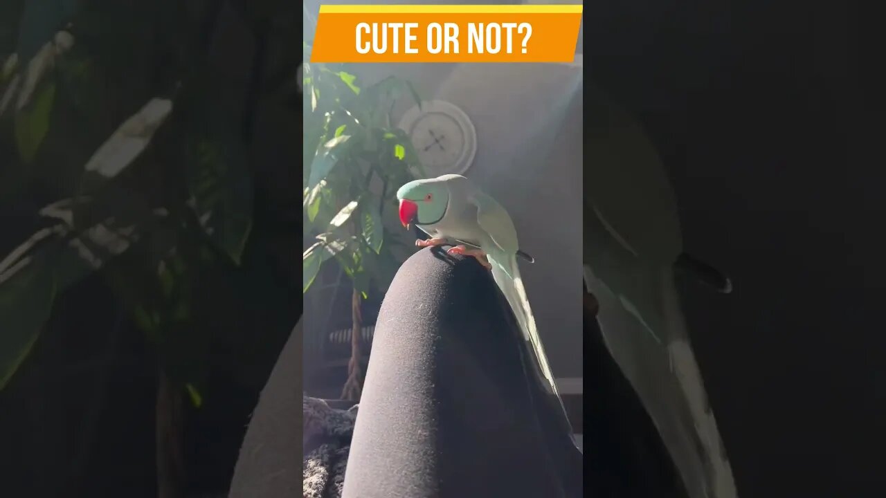 TALKING PARROT SAYING PEEKABOO | TALKING PARROT | @BikisAviary | #shorts