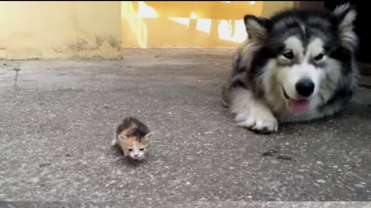 Cute Dog Scared of a kitten