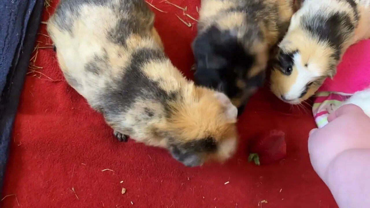 Guinea pigs explore their clean home and munch strawberries