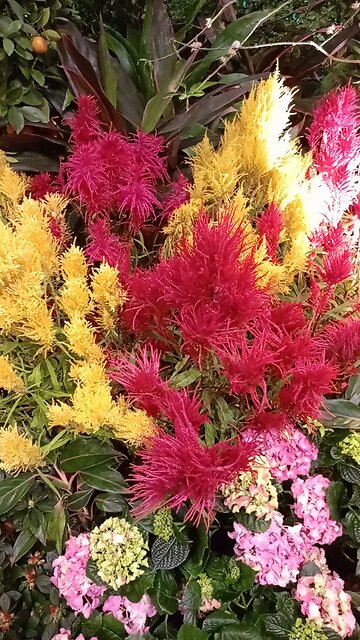 Nice flower garden in singapore