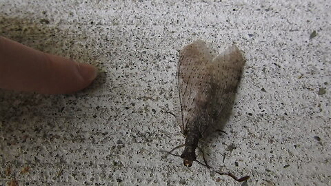 More Bugs of Ontario, Big Fishfly, Robber Flies