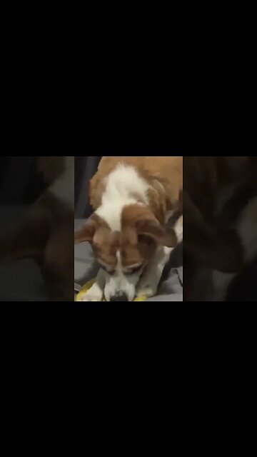 Dog Gos Crazy Over Squeaky Toy