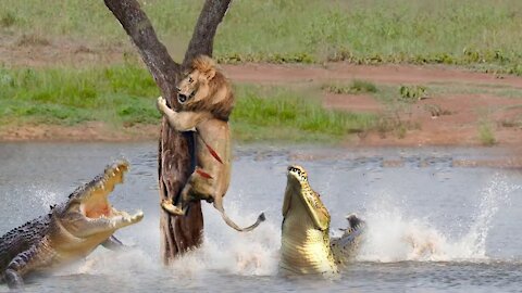 Crocodile Terrible Nightmare Of The Animal World - Crocodile Too Dangerous - Crocodile, Lion