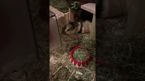 Guinea pig Fergus (his first day)