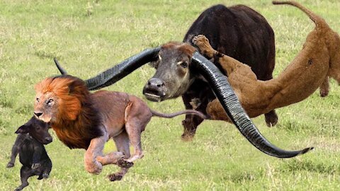 Wild Animal Attacks ! Stunning Wild Animals Attacks !astounding video channel