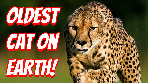 The Amazing Ability of the Cheetah!