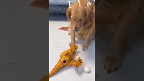 dog funny videos || dog tiktok || dog instagram ||dog training #short #shorts #globalamazing
