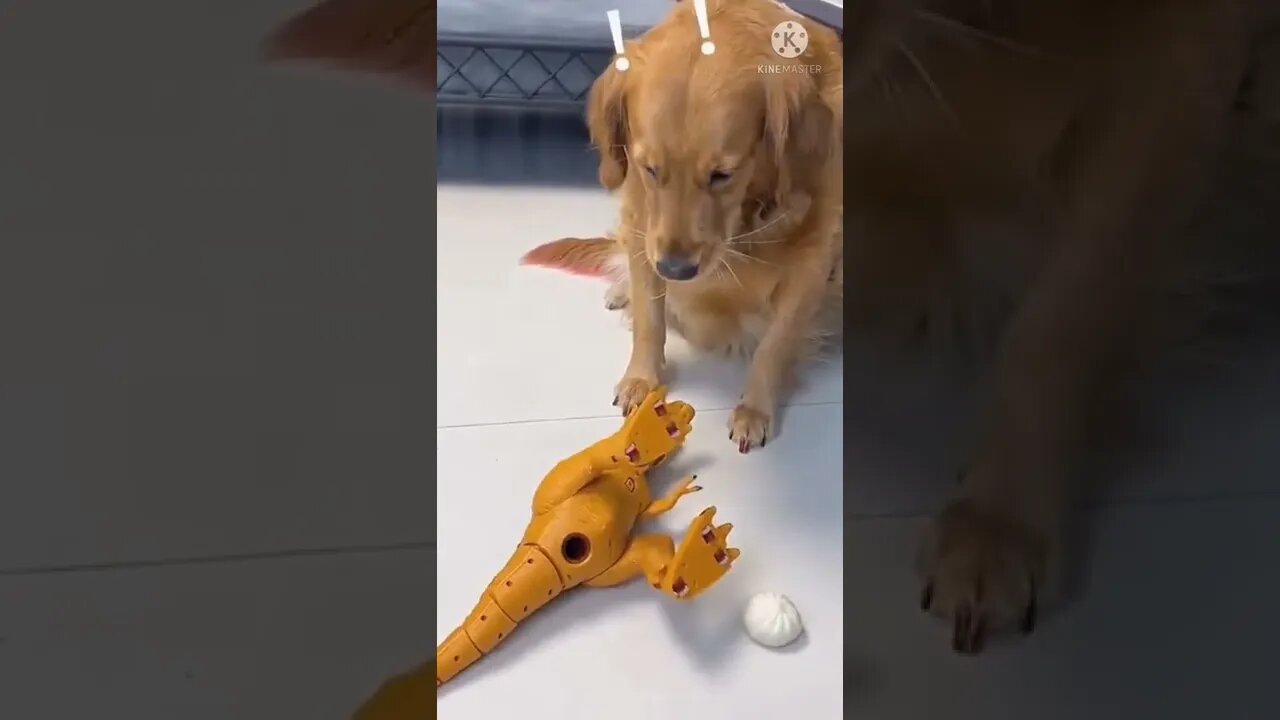 dog funny videos || dog tiktok || dog instagram ||dog training #short #shorts #globalamazing