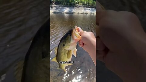 Three Reasons you should use THIS LURE!