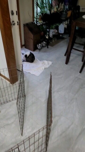 Corgi fighting with his own tail