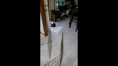 Corgi fighting with his own tail