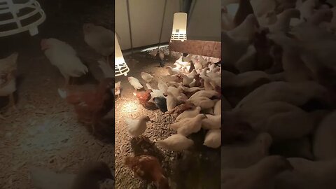 Feeding time for the Chicks!