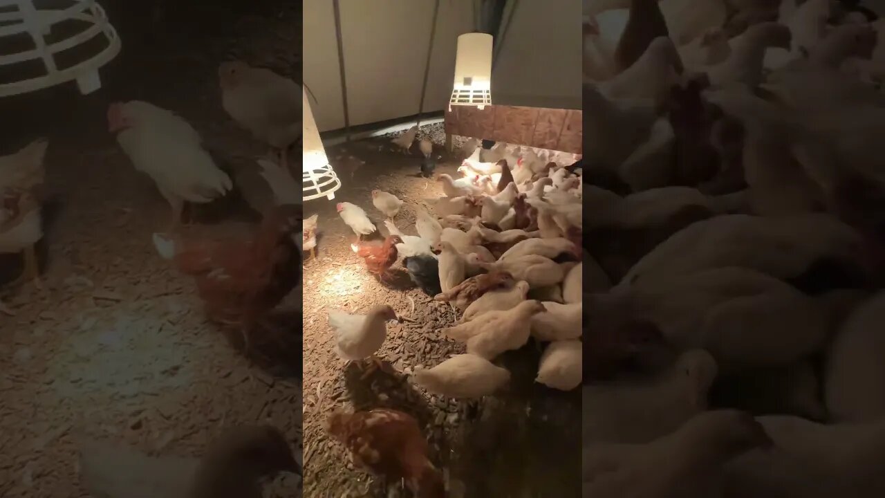 Feeding time for the Chicks!