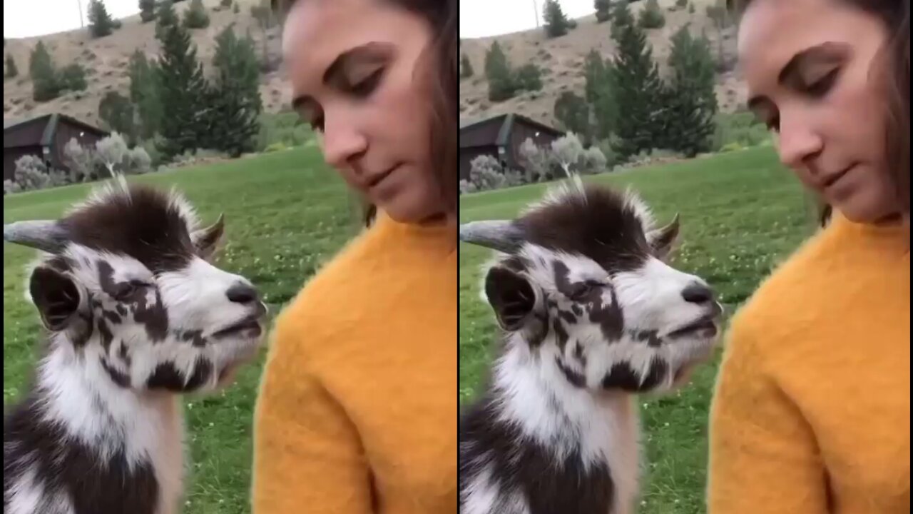 WaWaWaWaWa 😂😂😂🐐❤️