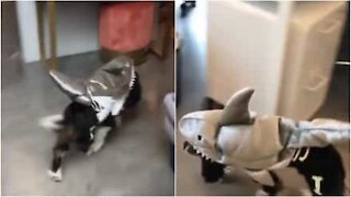 È un cane? Uno squalo? Qualcosa ha invaso l'ufficio!