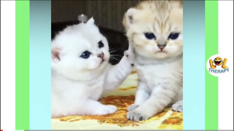 Kitten meowing compilation