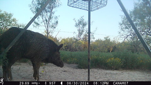 Two Hogs Come In, One Goes Out