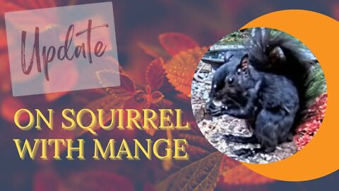 UPDATE! Check out the squirrel with mange