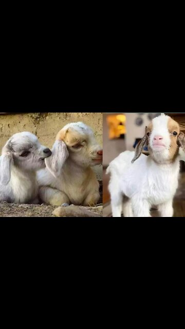 Goats and kids are beautiful Video.