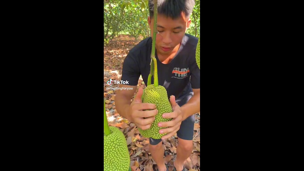 Jackfruit 🔥🔥🔥🔥