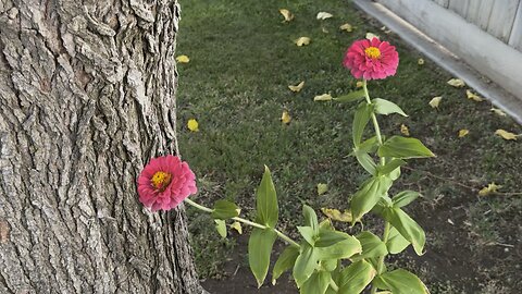 Beautiful Bright Pink Flowers