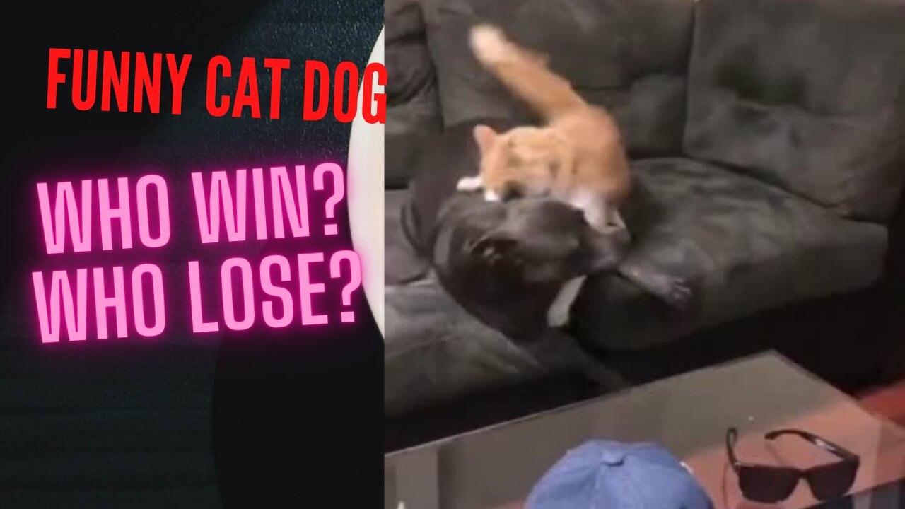 FUNNY DOG CAT WHO WIN?