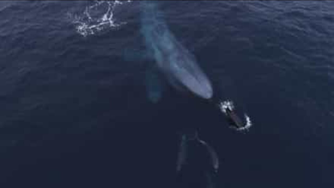 Mamma balena porta il cucciolo a giocare con i delfini
