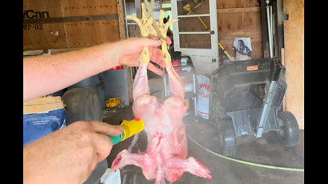 Processing a chicken start to finish