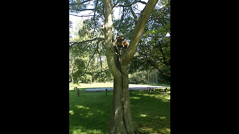 Dog climbs 10 feet into tree!!