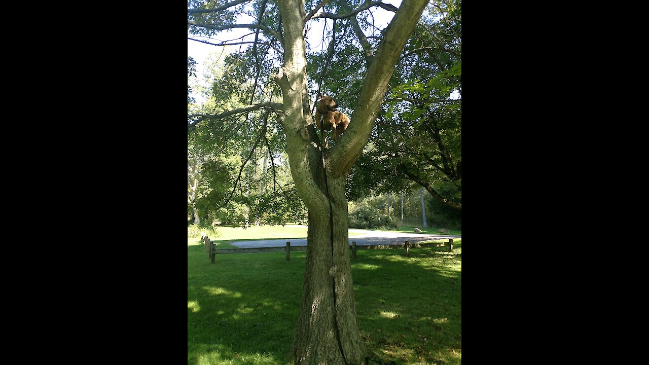 Dog climbs 10 feet into tree!!