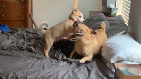 Big brother training puppy on playing