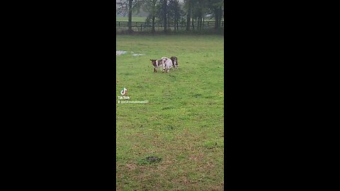 Baby calves in the rain.