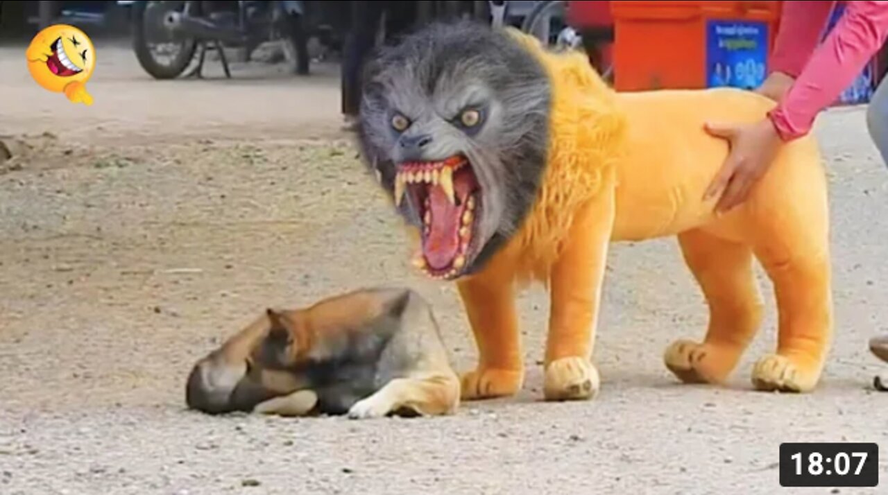 Troll Prank Dog Funny & fake Lion and Fake Tiger Prank To dog & Huge Box Prank to dog