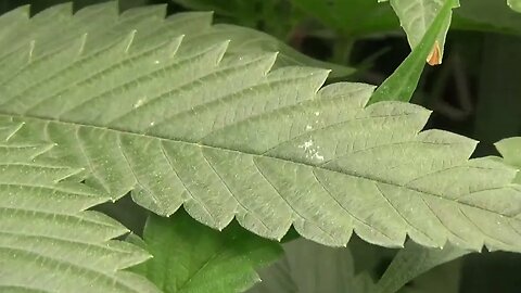 Thrips & Nitrogen Toxicity #fixit