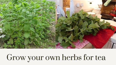 Grow your own herbs for TEA