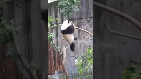 amazing video 😍😍😍 | amazing views video 😳😳 | natural amazing video ❤ whatsapp comedy #shorts(2)