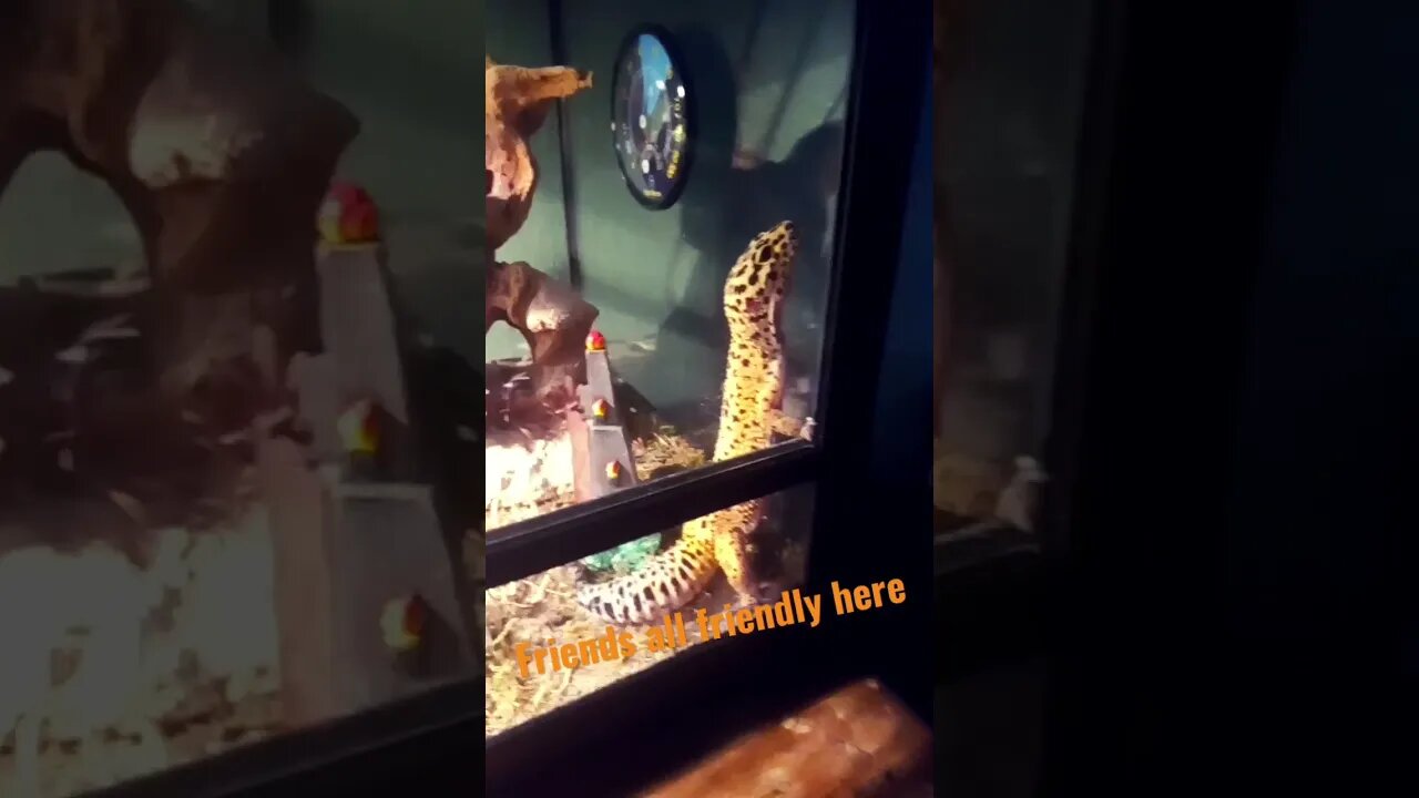 #geckoleopard and #cats learning to live together..